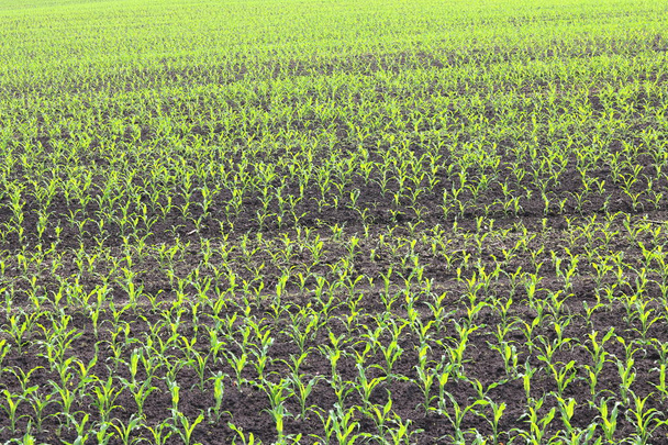 Mudas de milho verde jovens na primavera no campo agrícola
 - Foto, Imagem