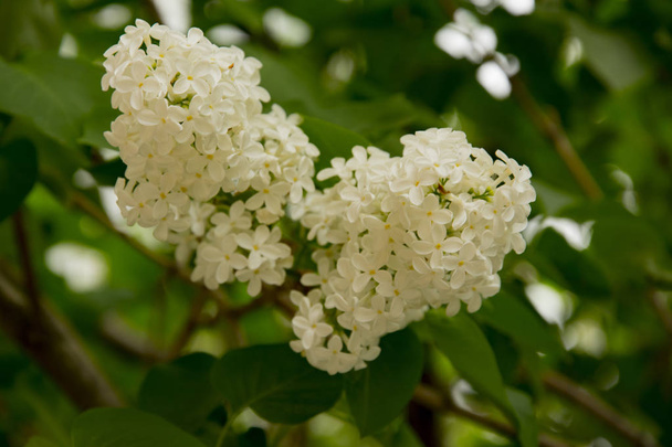 ramo di grandi fiori lilla bianca tra foglie verdi
 - Foto, immagini