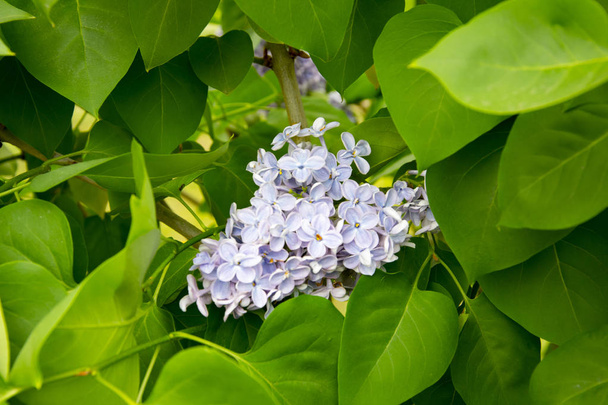 ramo di grandi fiori viola lilla tra foglie verdi
 - Foto, immagini