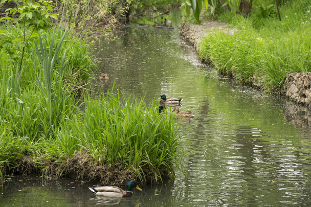 summer landscape, Park, grey ducks on the pond  - Photo, Image