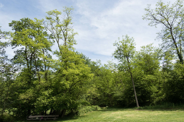 Park je obklopen zelení - Fotografie, Obrázek
