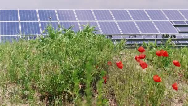 Cel zonnepanelen groene energie in de buurt van Poppy bloemen en gras op winderige dag. Eco Power van fotovoltaïsche modules die elektriciteit en installaties opwekken. Alternatieve elektriciteitsbron op bloeiende weide. Zonnecel voor hernieuwbare energie in plant veld - Video