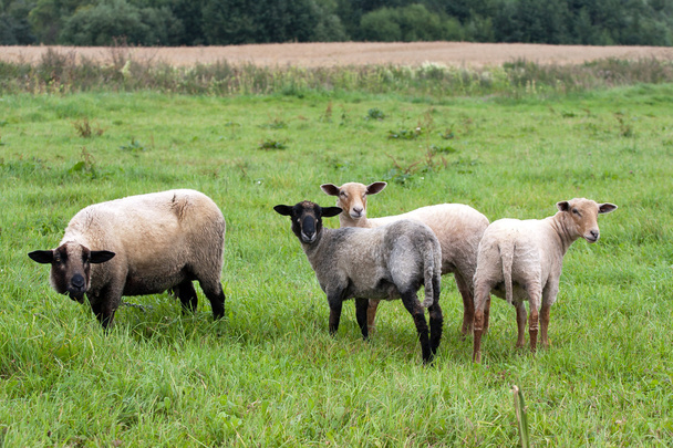 Siyah başlı koyunlar - Fotoğraf, Görsel