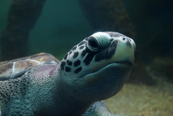 Η θαλάσσια χελώνα κολυμπάει σε μια ανοιχτή επίσκεψη σε ενυδρείο ψαριών. Μια παλαιά λεπτομέρεια κολύμβησης χελώνας. - Φωτογραφία, εικόνα