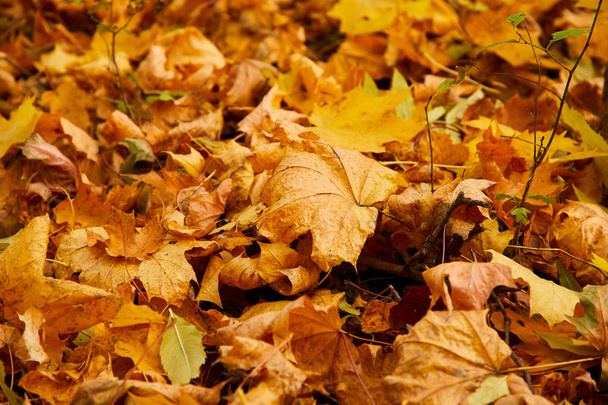 dry orange autumn leaves on ground of park - Photo, Image