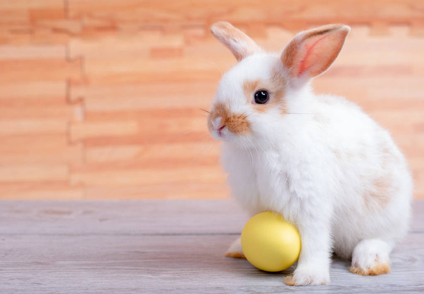 Pequeño conejo adorable conejo con huevo de Pascua amarillo permanecer en la mesa gris con patrón de madera marrón como fondo
 - Foto, Imagen