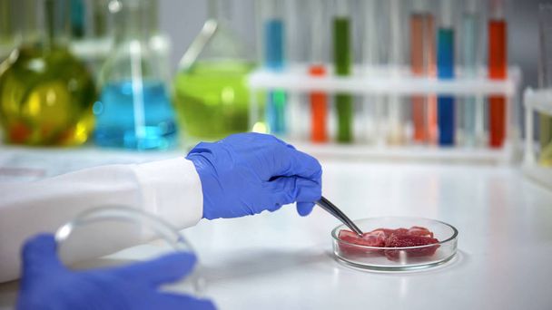 Laboratory worker taking meat sample with forceps, product quality analysis - Zdjęcie, obraz