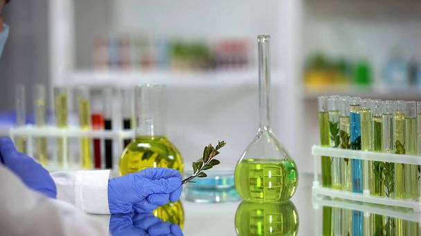 Biology lab worker examining plant from tube with liquid, organic products - Foto, afbeelding