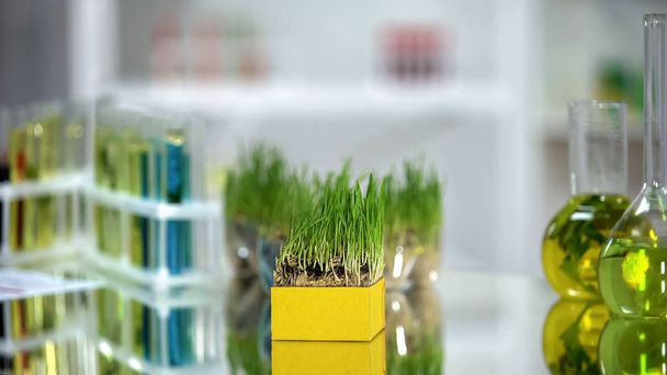 Buğday çimi örneği ve renkli böcek ilaçlı tüpler ve laboratuvar masasında gübre. - Fotoğraf, Görsel