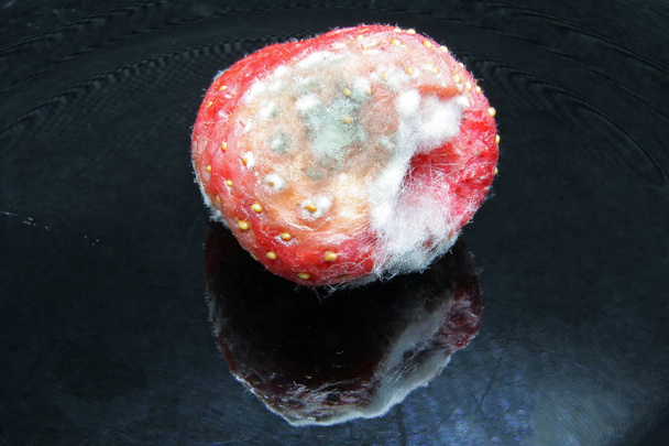 Strawberries with mold. Bad fruit. Bad strawberries. - Photo, Image