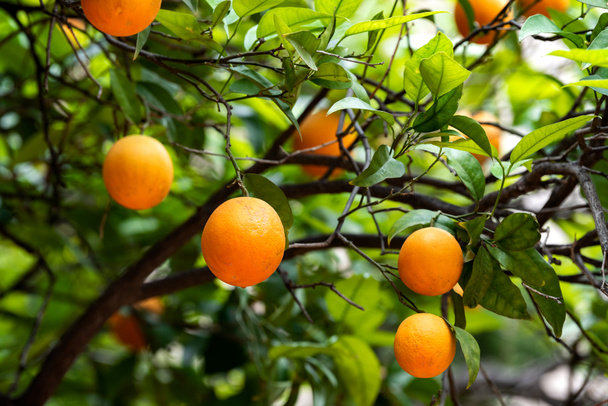 木の上のオレンジの実 - 写真・画像