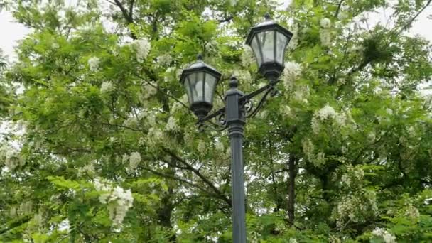 Gafanhoto florescente. Flores e folhas de acácia branca balançam no vento em um galho de árvore no parque. Bela paisagem de primavera. Luz de rua
. - Filmagem, Vídeo