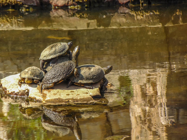 The European pond turtle. - Photo, Image