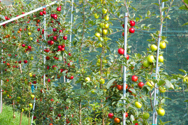 Apfelplantage - Foto, Bild