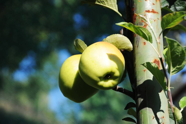 Apple plantage - Foto, afbeelding
