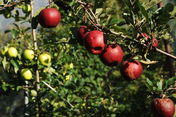 jabłko plantacji - Zdjęcie, obraz