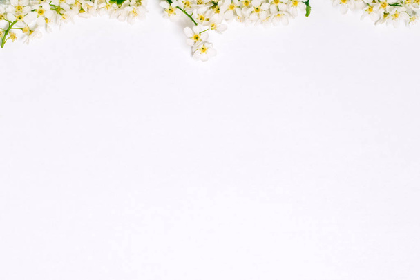 Bird Cherry Blossom tak op witte achtergrond. - Foto, afbeelding