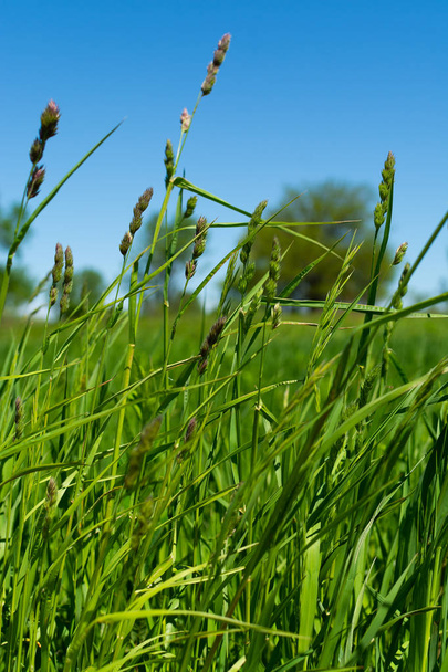 herbe de printemps
 - Photo, image