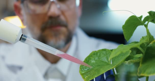 Wissenschaftler lässt Flüssigkeit auf Blätter fallen - Filmmaterial, Video