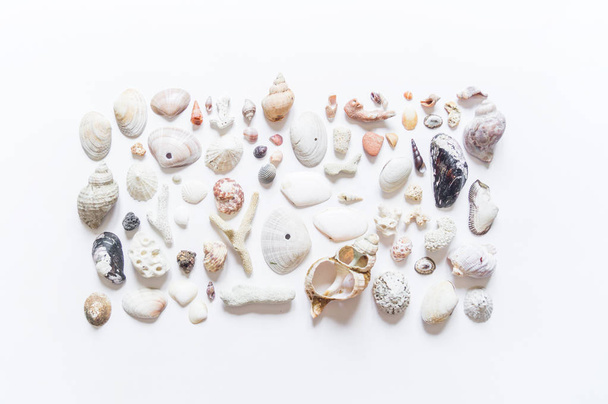 Seashells and corals collection flat lay still life are natural material. - Foto, imagen