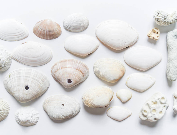 Seashells and corals collection flat lay still life are natural material. - Φωτογραφία, εικόνα