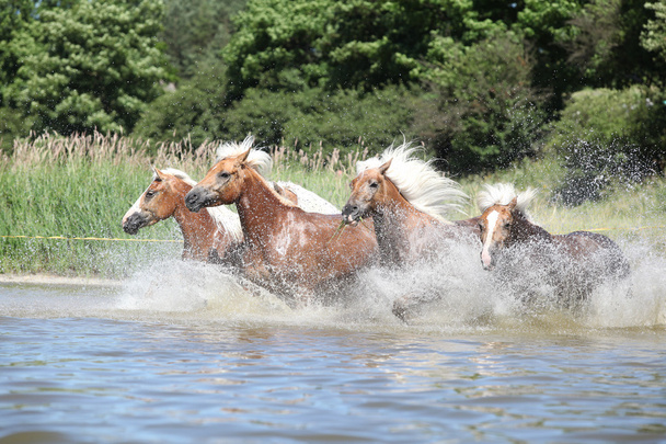 dávka mladých kaštanové koně ve vodě - Fotografie, Obrázek