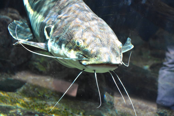 Un pesce gatto in un acquario
 - Foto, immagini