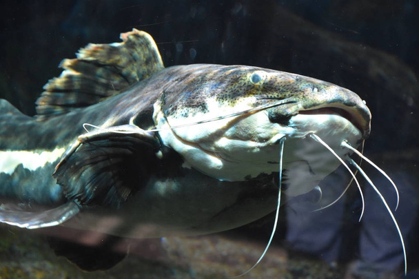 A Catfish in an Aquarium - Photo, Image