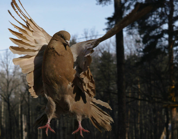 Коричневый голубь летит. Крупный план. Красивый голубь свободно летает в лесу. Природа
. - Фото, изображение