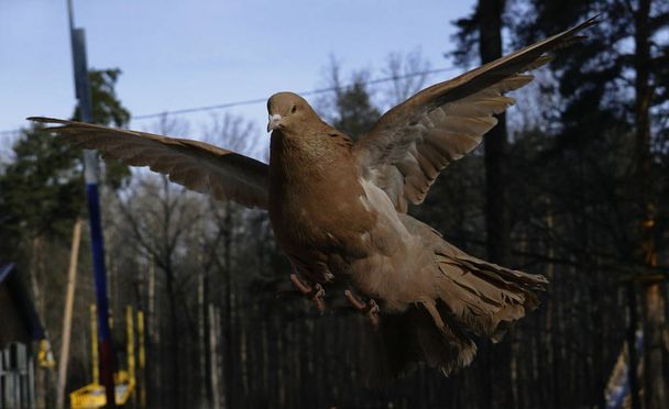 eine braune Taube im Flug. Nahaufnahme. Eine schöne Taube fliegt frei im Wald. Natur. - Foto, Bild