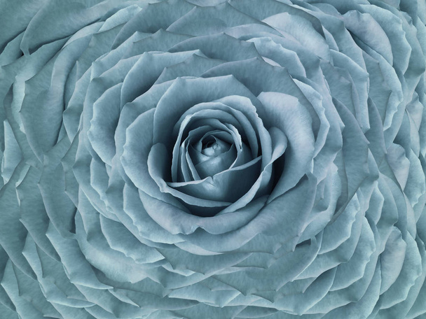 Floral Turquoise mooie achtergrond. Bloem samenstelling van rozen bloemen. Close-up. Aard.  - Foto, afbeelding