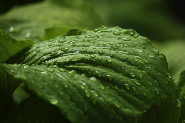 Πράσινα μεγάλα φύλλα μετά τη βροχή. Closeup. Ανοιξιάτικο πράσινο φόντο. Φύση. - Φωτογραφία, εικόνα