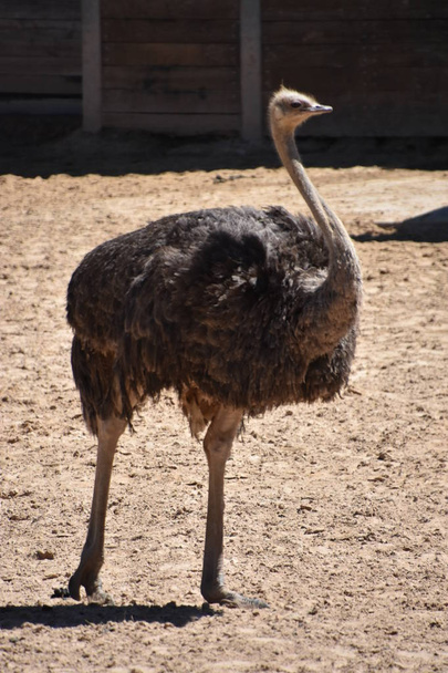 An Ostrich in a Zoo - Foto, Bild