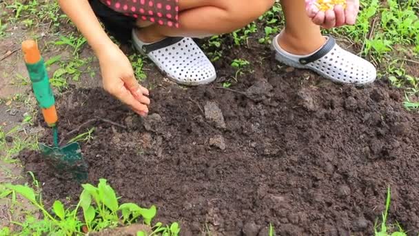 γυναίκα φύτευση βιολογικό καλαμπόκι στον κήπο στο σπίτι  - Πλάνα, βίντεο