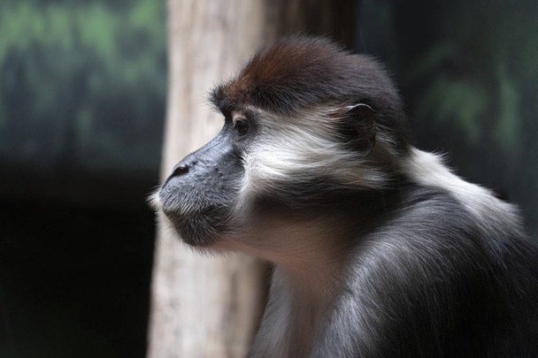 Mono simio mangabey tapado rojo
 - Foto, imagen