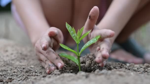 Umwelt Earth Day In den Händen von Bäumen, die Setzlinge wachsen. Bokeh grün Hintergrund Weibliche Hand hält Baum auf Natur Feld Gras Waldschutzkonzept - Filmmaterial, Video