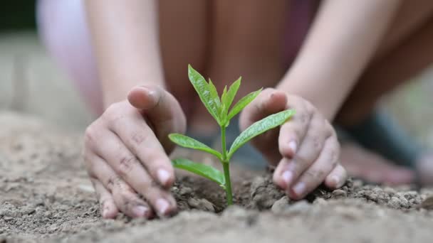 День Земли в руках деревьев, выращивающих саженцы. Боке зеленый фон Женская рука держит дерево на природе трава Концепция сохранения леса - Кадры, видео