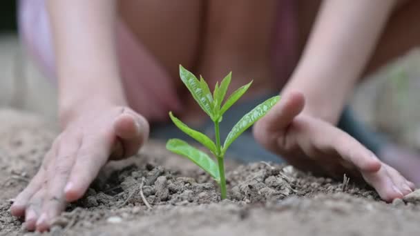 День Земли в руках деревьев, выращивающих саженцы. Боке зеленый фон Женская рука держит дерево на природе трава Концепция сохранения леса - Кадры, видео