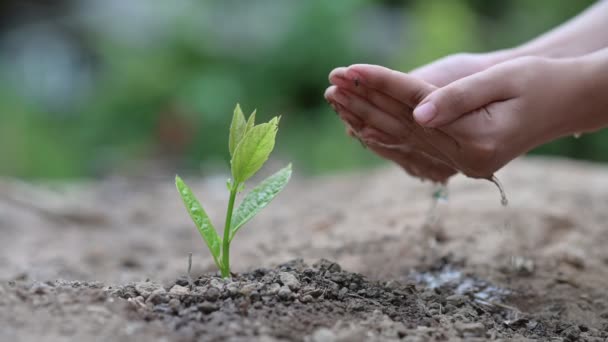 In the hands of trees growing seedlings. Bokeh green Background Female hand holding tree on nature field grass Forest conservation concept - Footage, Video