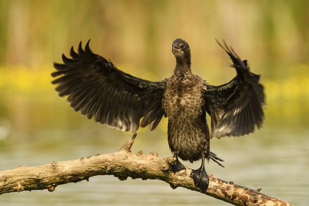 Pygmy Cormorant - Microcarbo pygmaeus, beautiful water bird from European swamps and fresh waters, Hortobagy National Park, Hungary. - Photo, Image