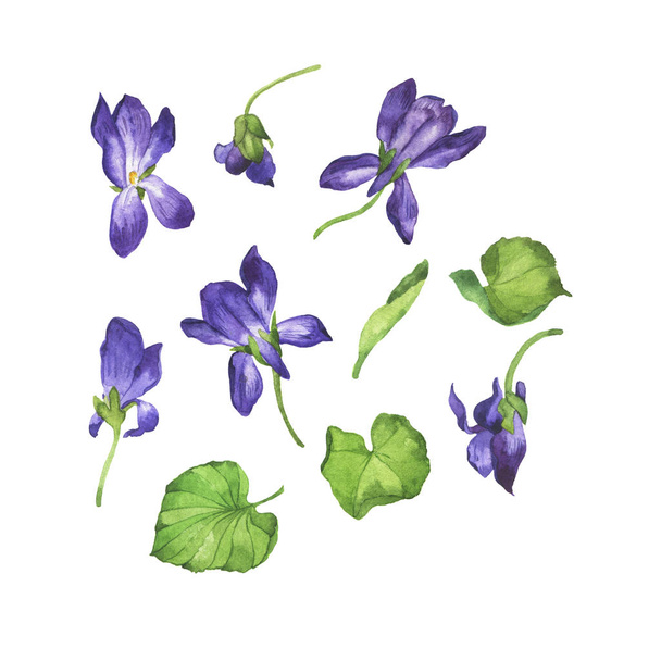 Set of wild violet flowers and green leaves isolated on white background. Hand drawn watercolor illustration - Foto, immagini