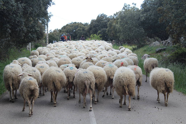 Mooie schapen met hun lammeren in het veld eten - Foto, afbeelding
