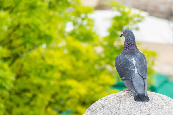 Прекрасный домашний голубь стоит на бетонном шаре в парке в весенний день. Размытый зеленый фон от стволов деревьев. Концепция животного и окружающей среды. Крупный план, избирательный фокус
 - Фото, изображение