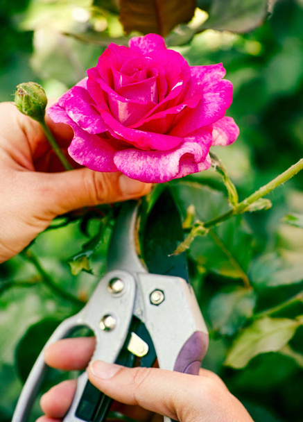 Woman hands with gardening shears cutting pink rose of the bush  - Fotó, kép