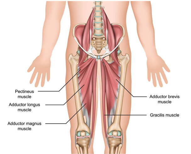 Adduktormuskeln Anatomie 3D medizinische Vektor Illustration auf weißem Hintergrund - Vektor, Bild