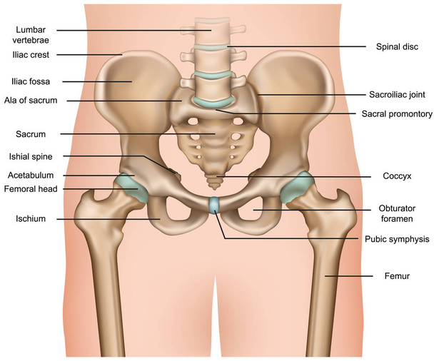 anatomía de la pelvis humana 3d vector médico ilustración sobre fondo blanco
 - Vector, Imagen