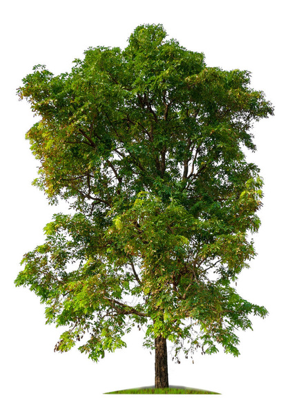 ізольоване одне велике дерево на білому тлі
 - Фото, зображення