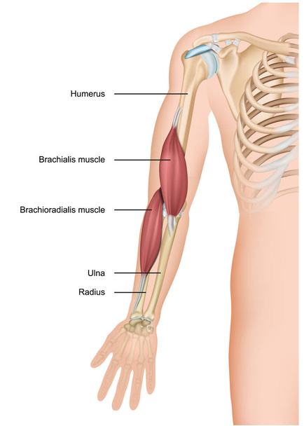 Mięsień ramienny i brachioradialis 3D Anatomia ilustracja medyczny ramię ręka wektor - Wektor, obraz