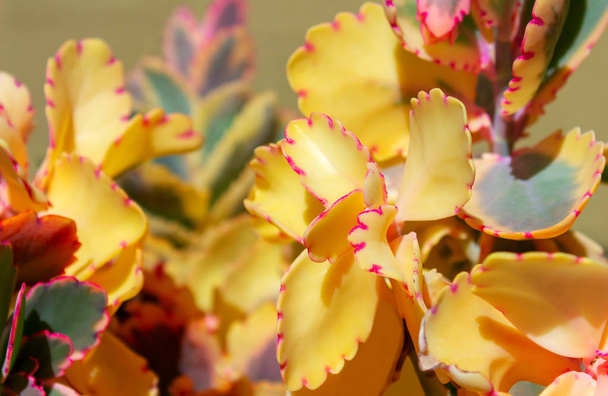  クローズアップ多肉黄色の花サボテン。エケベリア - 写真・画像