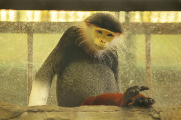 Красноногий Дук Лангр в клетке зоопарка
 - Фото, изображение